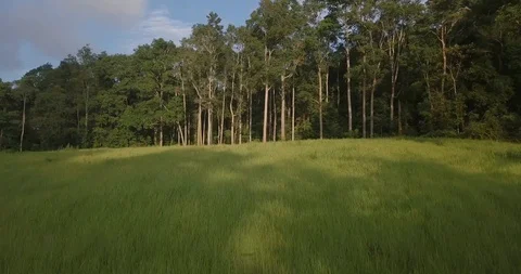 Flying above grass field to the trees at forest of national park in sunset Stock Footage 111301206