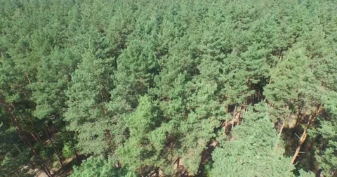 Flying above the green coniferous forest. Aerial view, 4K. Stock Footage 53835857