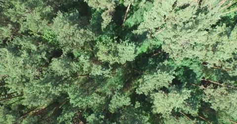 Flying above the green coniferous forest. Aerial view. 4K. Stock Footage 53835923