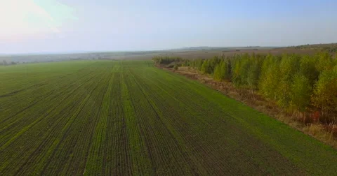 Flying above green fields Stock Footage 56564359