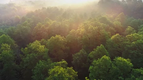 Flying above green forest during sunrise and fog. Sun rays shining everywhere Stock Footage 132643372