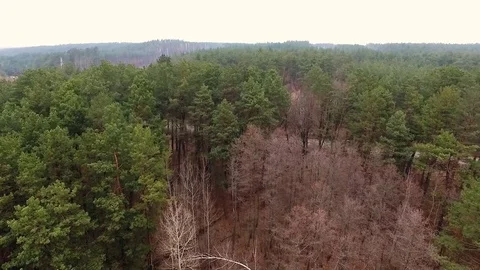 Flying Above Green Forest. Video stock 73365327