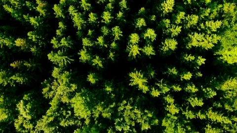 Flying above green forest Stock Footage