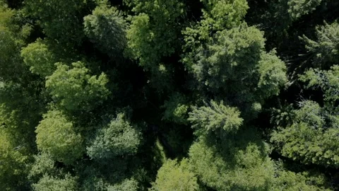 Flying above the green forest Stock Footage