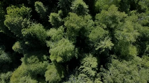 Flying above the green forest Video stock 134864696
