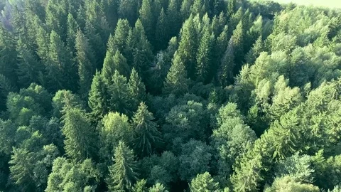 Flying above green forest at summer time Stock Footage 70300346