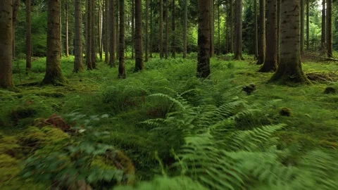 Flying above green mossy forest floor with fern plants Stock Footage 337430262