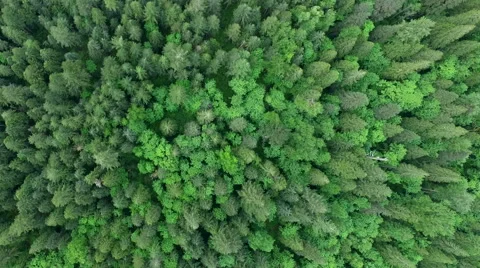 Flying above Green Tree Tops Stock Footage 63776917
