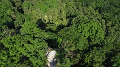 Flying above the green trees in a forest Stock Footage 243911805