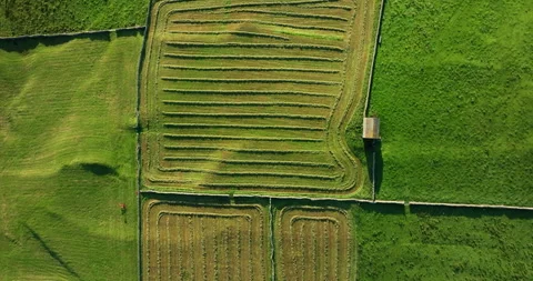 Flying above hay fields divided by drystone walls Video stock 313827083