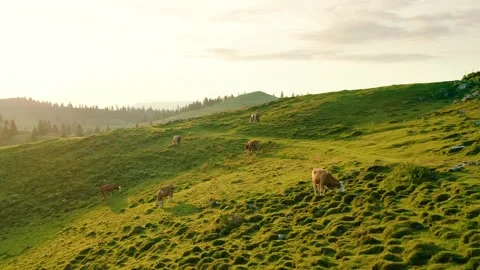 Flying Above herd of Brown Cows Grazing On The Slope of Big Pasture Plateau. Stock-Footage 230328670