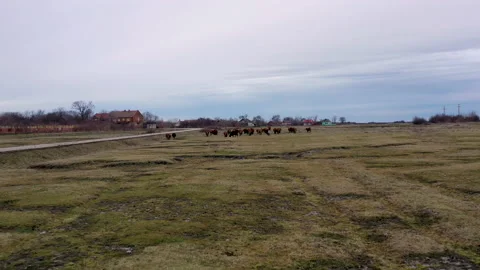 Flying above a herd of cows moving back to the barn Stock Footage 230490873