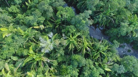 Flying above a jungle with clouds and mist Vídeo Stock 122692002