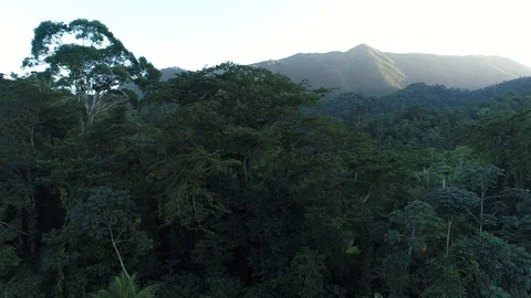 Flying above a jungle with clouds and mist Stock Footage 122693779