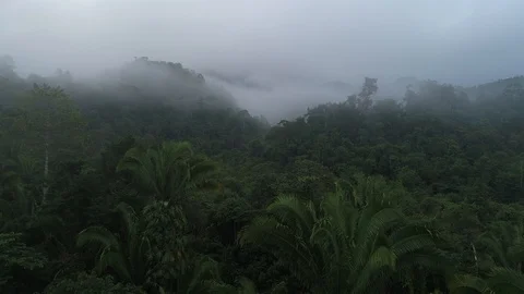 Flying above a jungle with clouds and mist Stock Footage 122696281