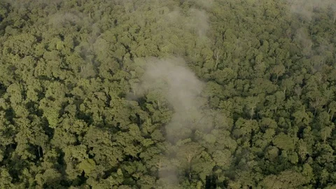 Flying above the jungle Stock Footage 69772056