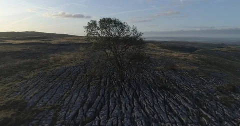 Flying above a limestone pavement and lonely tree Video stock 116662213
