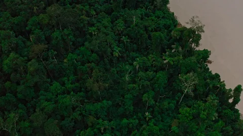 Flying above lush canopy of Amazon Rainforest Jungle with Amazon river Stock Footage 115827749