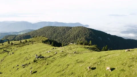 Flying Above the Mountain With Herd Of Cows Grazing on Mountains Meadow. Stock Footage 224838118