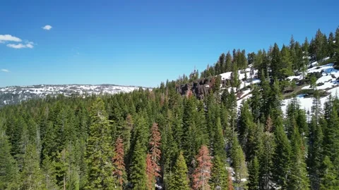 Flying Above Mountainous Pine Forest, Soda Springs, Placer County, Aerial View Stock Footage 273754615
