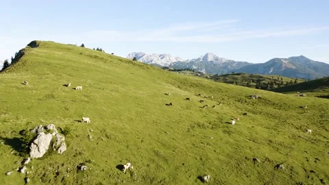 Flying Above Mountain's Herd Of Cows Located at The Top Of The Mountain's Meadow Stock Footage 224838069