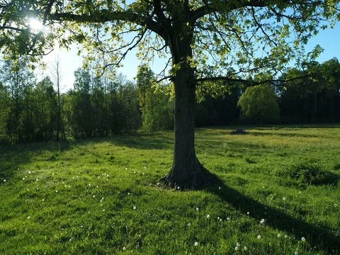 Flying above old oak tree. Summer day. Blue sky. Stock Footage 76568136