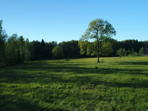 Flying above old oak tree. Summer day. Blue sky. Stock Footage 76568427