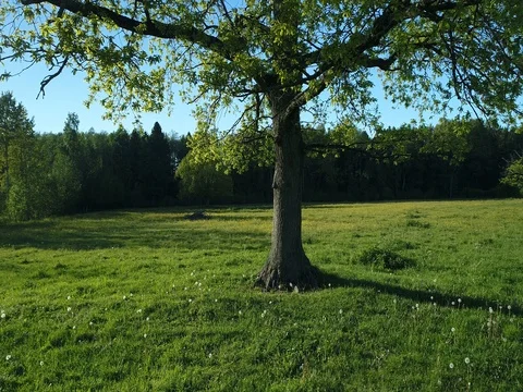 Flying above old oak tree. Summer day. Blue sky. Stock Footage 76569960
