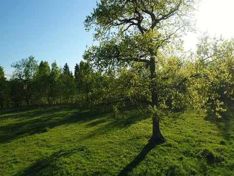 Flying above old oak tree. Summer day. Blue sky. Vídeo Stock 76569963
