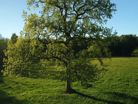 Flying above old oak tree. Summer day. Blue sky. Stock Footage 76570706