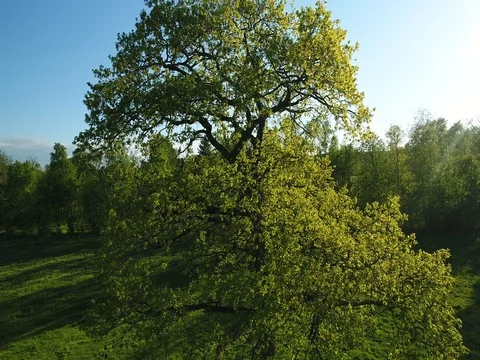 Flying above old oak tree. Summer day. Blue sky. Stock Footage 76571667