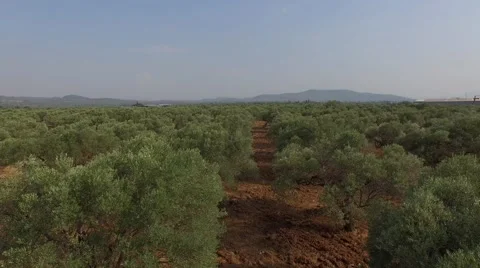 Flying Above Olive Trees Stock Footage 53238579