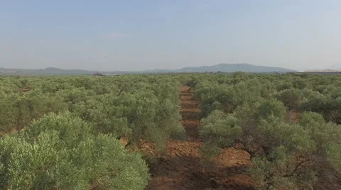 Flying Above Olive Trees 스톡 동영상 61114900