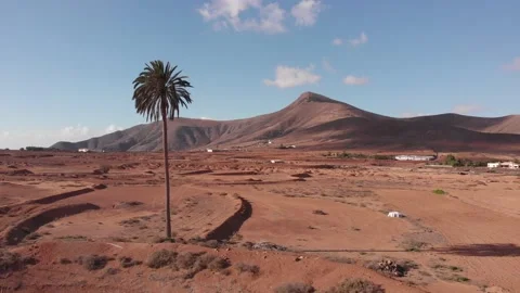 Flying above a palm tree standing in the middle of a red sand landscape Stock Footage 174848690