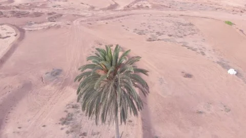 Flying above a palm tree standing in the middle of a red sand landscape Stock Footage 174849613