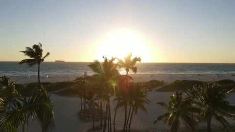 Flying Above Palm Trees 動画素材 213001782
