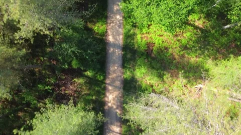 Flying above a path through a forest 库存影片 156801384