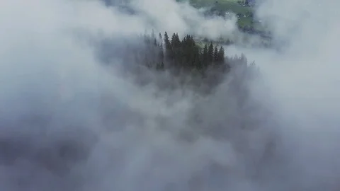 Flying above the pine tree forest through the misty fog Stock Footage