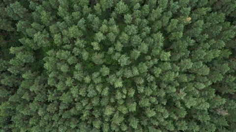 Flying Above Pine Tree Tops and Green Spruce. Aerial View Top Down of Green Stock Footage 221554142