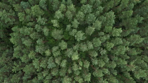 Flying Above Pine Tree Tops and Green Spruce. Aerial View Top Down of Green.. Video stock 343562543