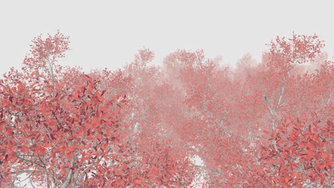 Flying Above Red Trees Stock Footage 248703102