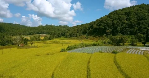 Flying above rice fields in the mountains with forest around on a sunny day Stock Footage 108469905