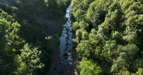 Flying above a river in the forest Stock Footage 220112313