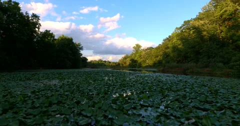 Flying above the river surface gliding at summer sunset day Stock Footage 142412779