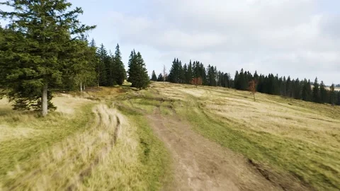 Flying Above the Road Between the Meadow, Glade and Spruce, Conifer, Pine Forest Stock-Footage 221831279