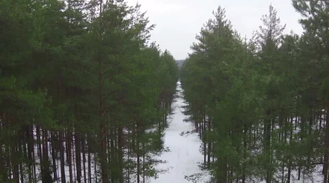 Flying Above Road in Winter Forest, aerial view Stock Footage 47178094