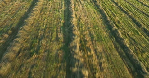 Flying above rows of freshly cut hay Stock Footage 282876972