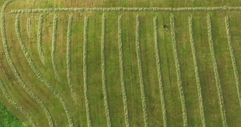 Flying above rows of hay Stock Footage 250435511