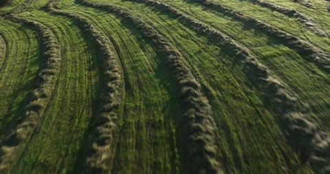 Flying above rows of mowed hay Stock Footage 282881848