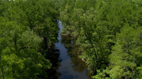 Flying above a rural bayou in Louisiana with birds in flight Vídeo Stock 59334624